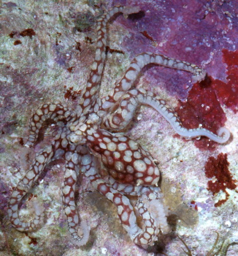 Octopus abaculus